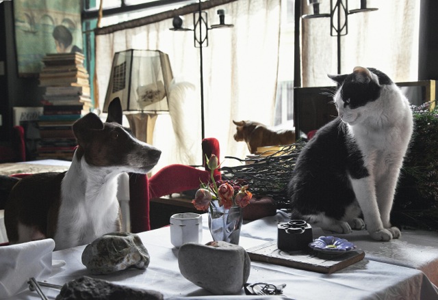 Flammarion-Chats-Parisiens