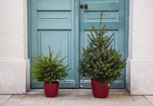 14961_MyLittleSapin-Maxi-mini