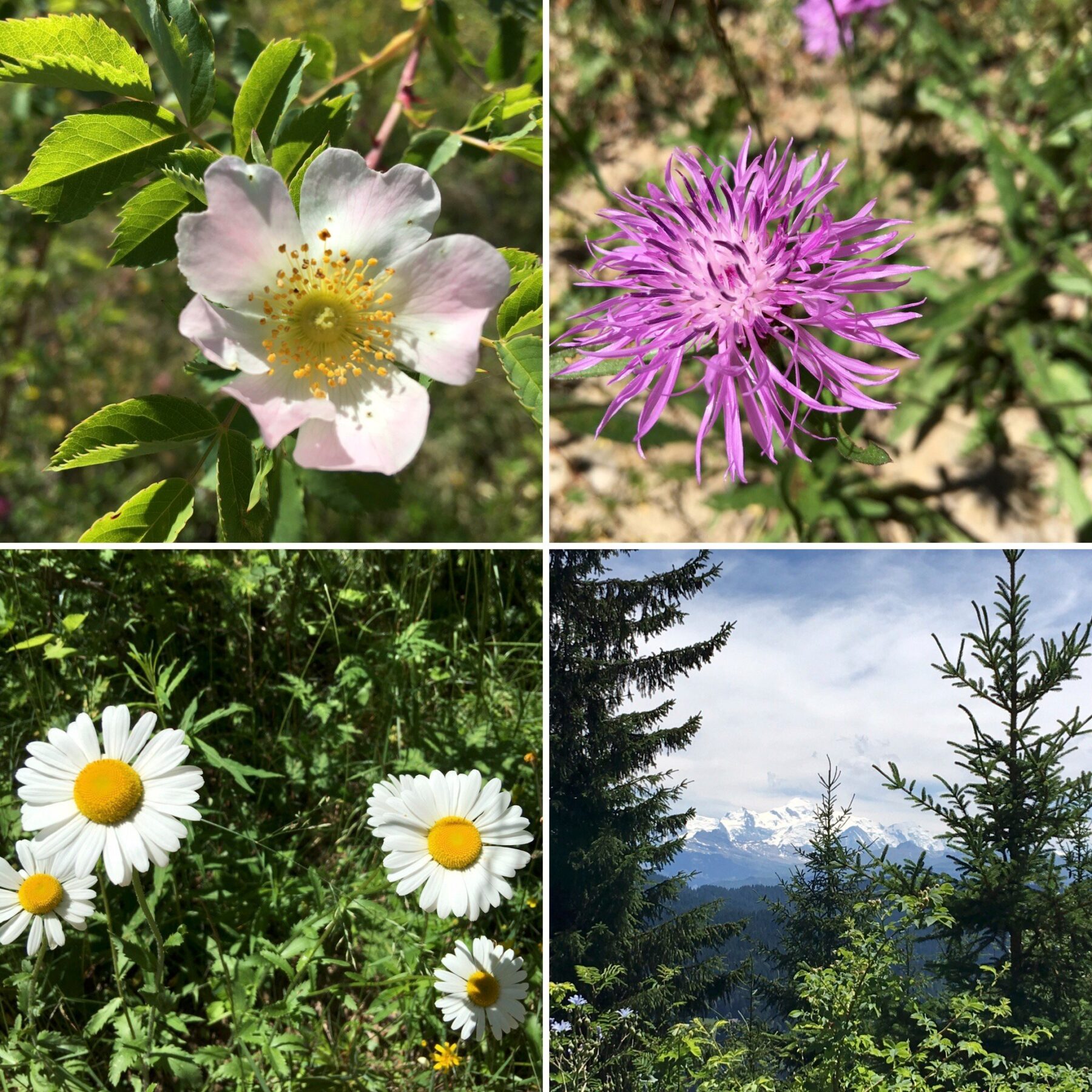 Crédit-Florence-Batisse-Pichet