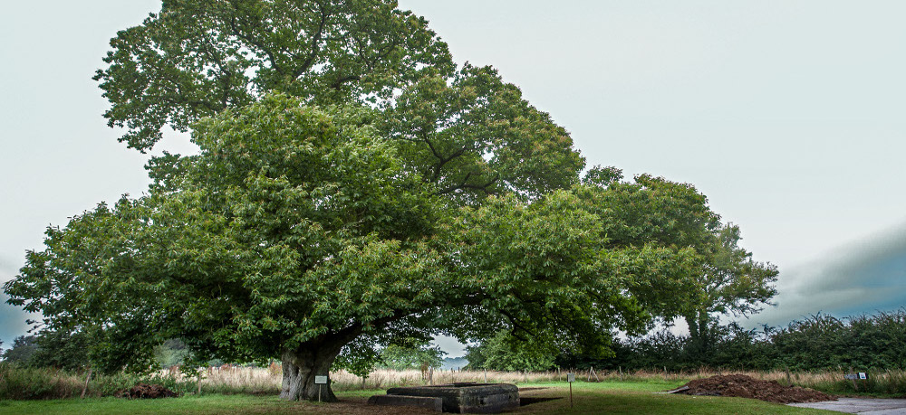Château de Bosmelet - Châtaignier (550 ans) et bunker allemand