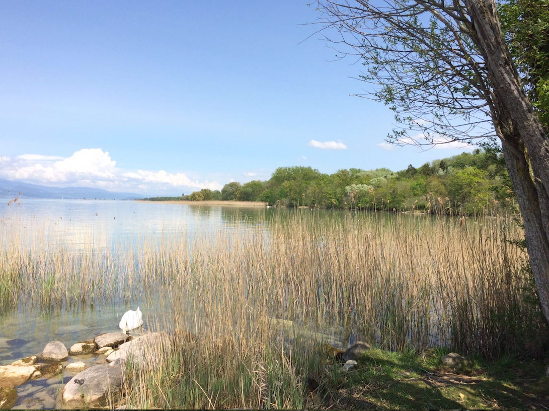 La petite plage privée de La Pierre Blanche pour un plongeon dans le lac...