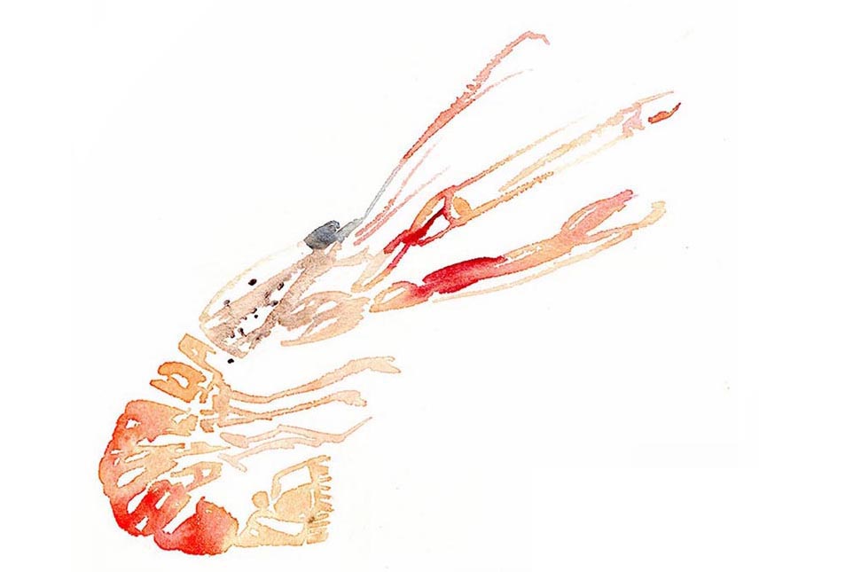 Langoustine pour Pierre Gagnaire - Crédit Marilou Laure