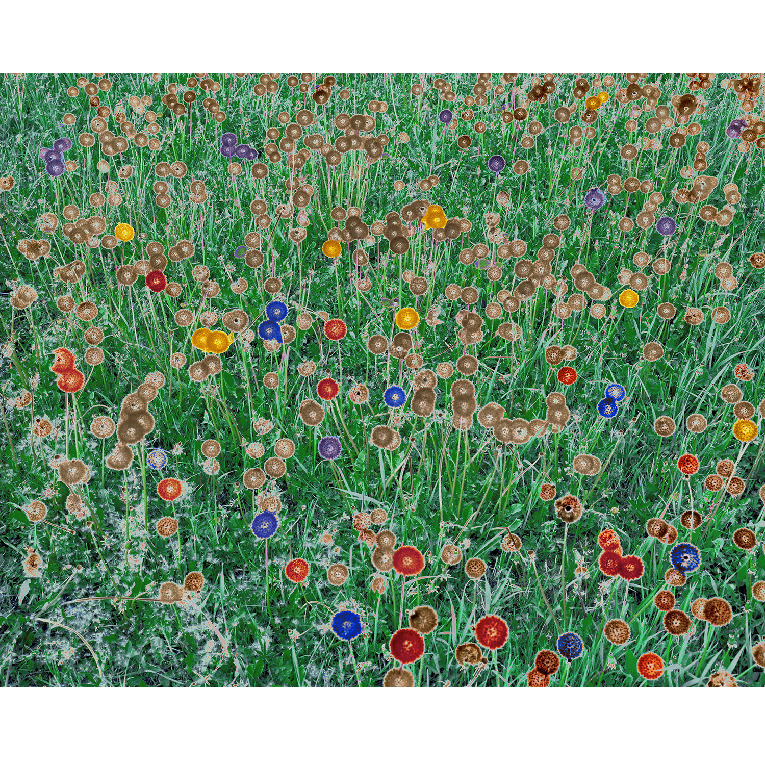 Crédit Alain Longeaud