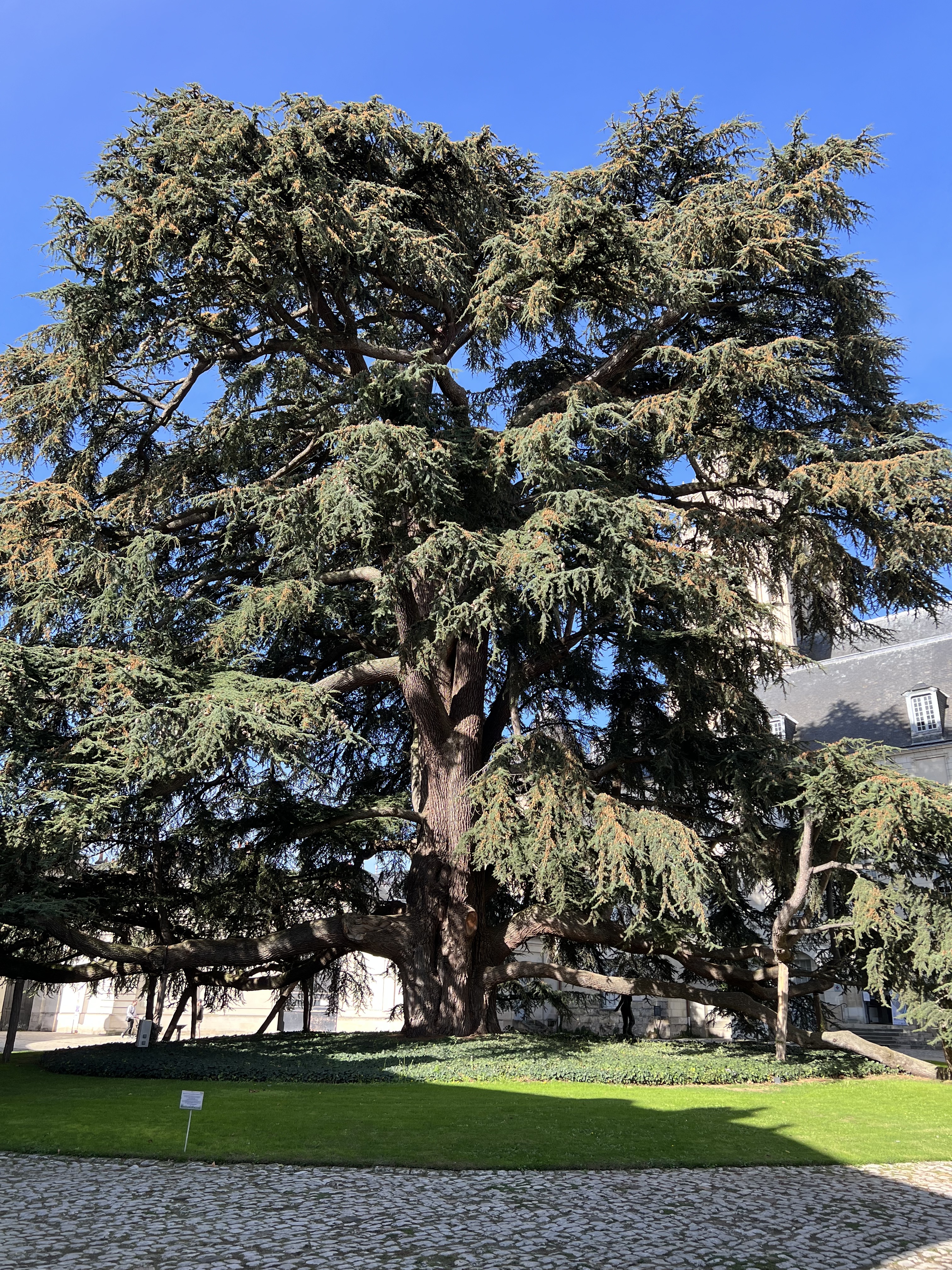 Le majestueux cèdre du Liban du musée des Beaux-Arts de Tours -  Crédit Florence Batisse-Pichet