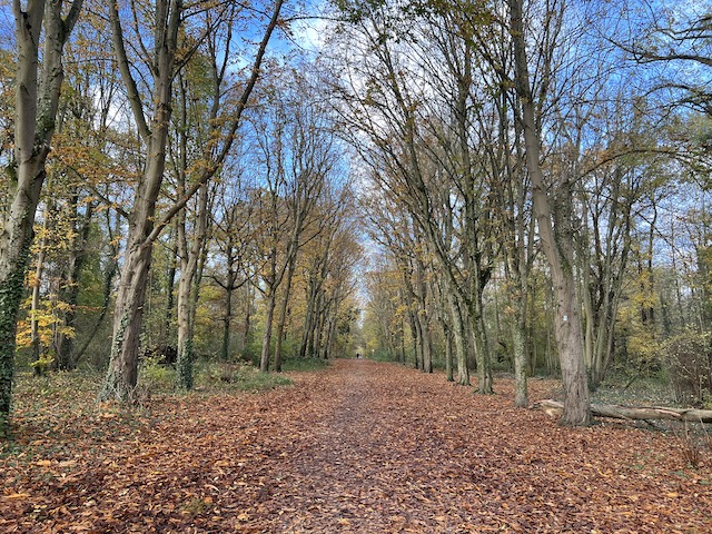 Balade d'automne en forêt de Saint-Germain - Crédit Photo Florence Batisse-Pichet